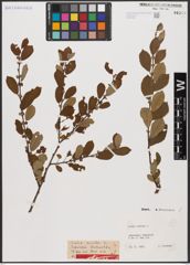Foto von Salix aurita L.